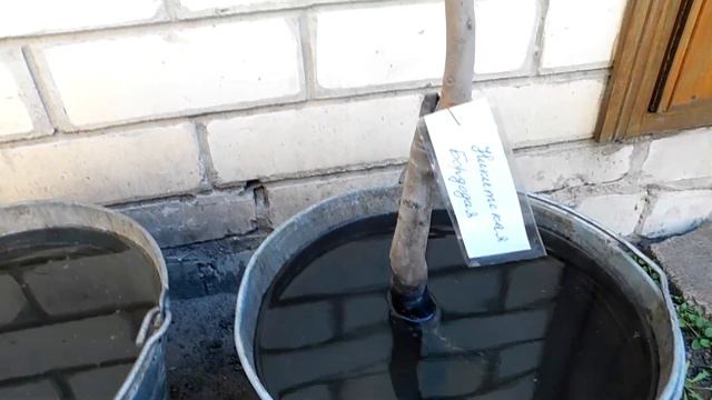 Сажаю Хурму после 6-ти Месяцев Хранения смотреть онлайн