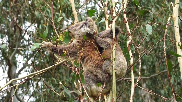 Wildlife of the Coffs Harbour hinterland смотреть онлайн