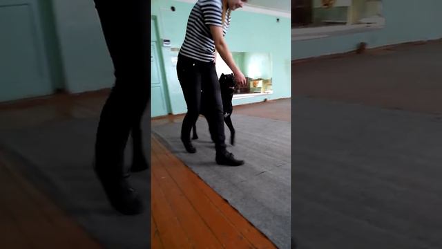 Хендлинг Кане Корсо смотреть онлайн