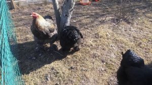 Куры БРАМА // САМАЯ ЛУЧШАЯ ПОРОДА КУР // КРАСАВИЦЫ