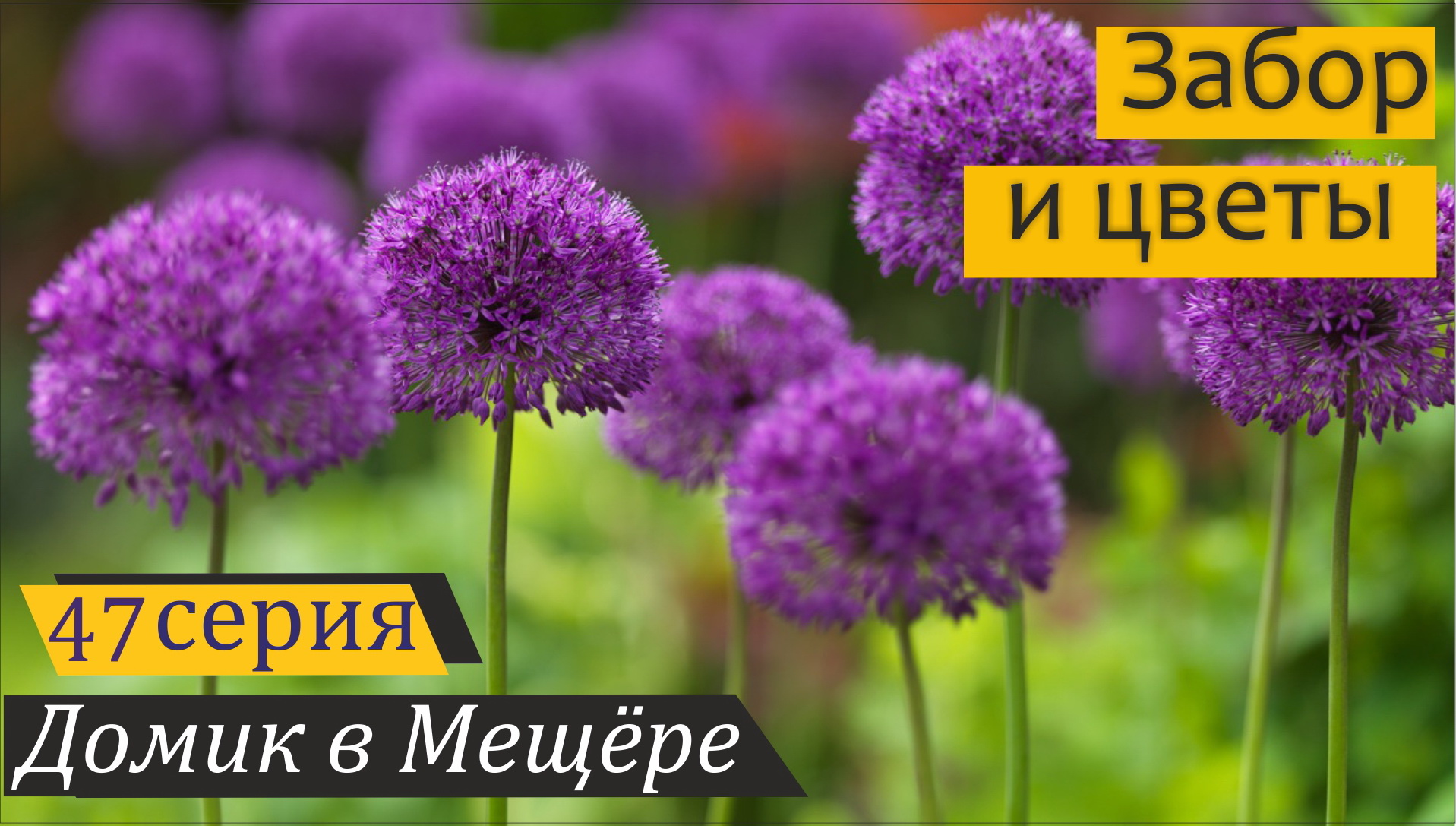 Монтаж калиток 3D забора, посадка лилий и цветение аллиума. Домик в Мещёре, серия 47 смотреть онлайн