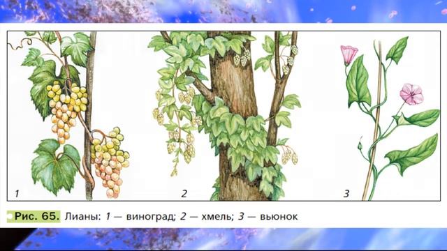 Биология, 6 кл., § 10 "Стебель, его строение и значение" смотреть онлайн