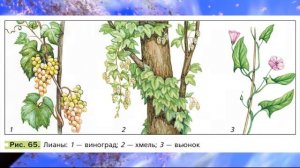 Биология, 6 кл., § 10 «Стебель, его строение и значение»