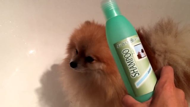 VLOG: ПОМЫЛА СОБАКУ ШПИЦА смотреть онлайн