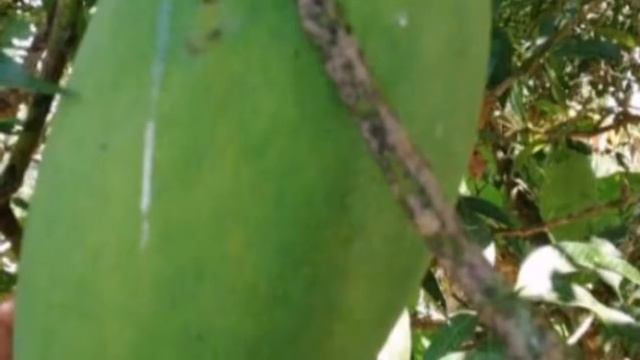 Dolomite Mineral смотреть онлайн