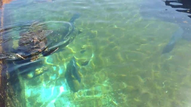 Черепахи в океанариуме в Эйлате Израиль