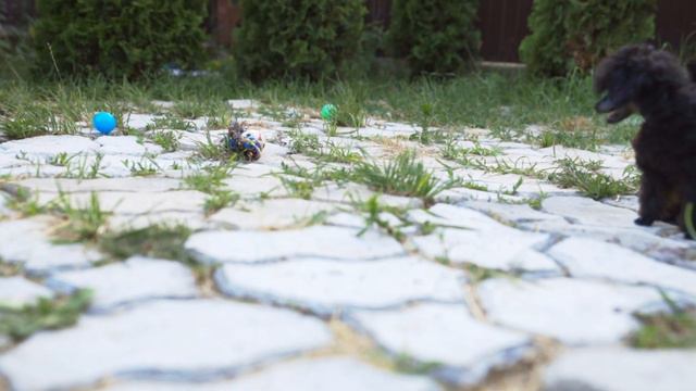 Поскакушки смотреть онлайн