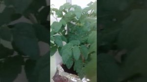 Томаты мини Белл на подоконнике