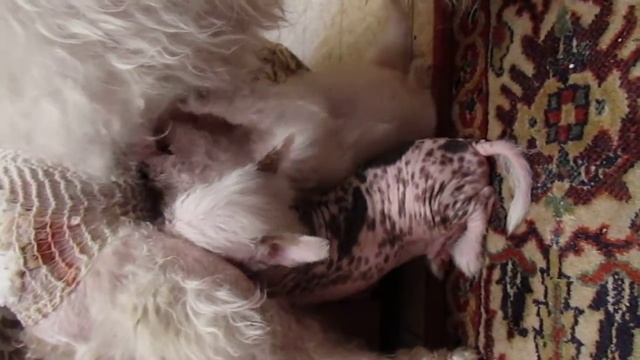 Щенки Китайской Хохлатой