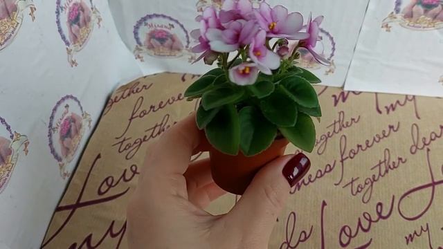 Огляд міні фіалки ЛЕ-Колибри смотреть онлайн