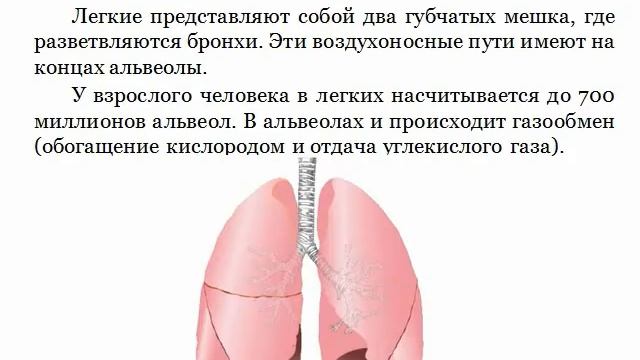 ДЫХАНИЕ И КРОВООБРАЩЕНИЕ смотреть онлайн