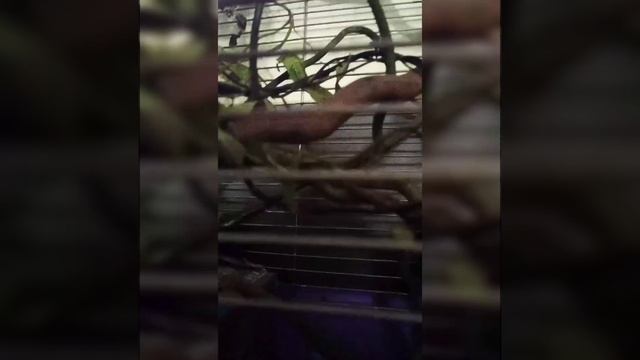 ручная соня полчок. Glis glis. съедобная соня. повчок сірий. соня вовчок смотреть онлайн