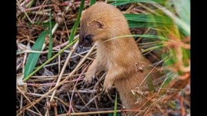 Видеоэкскурсии "Животный мир" - Часть 17. Колонок