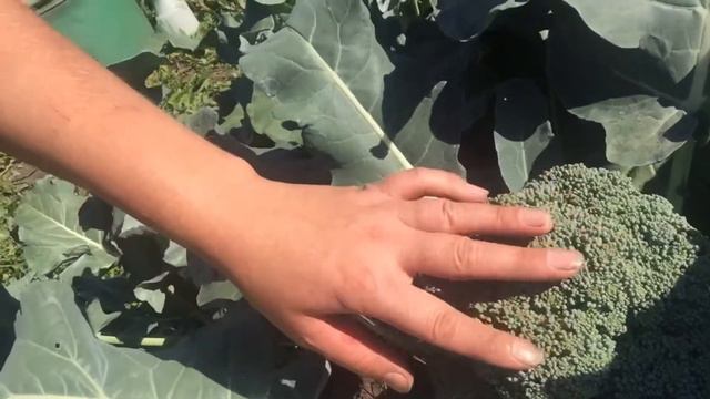 Поездка на дачу😃. Мой любимый огород🍅🥦🥒 смотреть онлайн