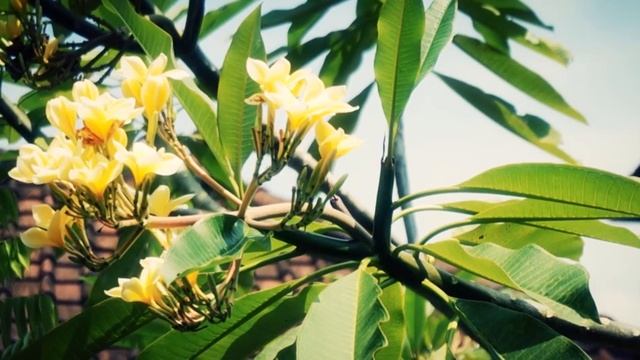 Sony NEX 5T - Cinematic Test