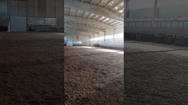 Тренировка на молодом жеребце. рысь, галоп. смотреть онлайн