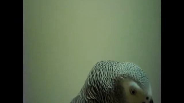 BEST TALKING PARROT IN THE WORLD MISHKA - Who is Mishka talking about смотреть онлайн