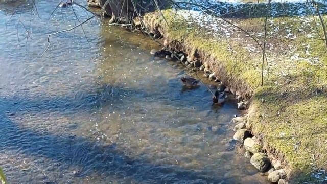 Чего мне не хватает в Беларуси? Гуляем по Гродно и болтаем. смотреть онлайн