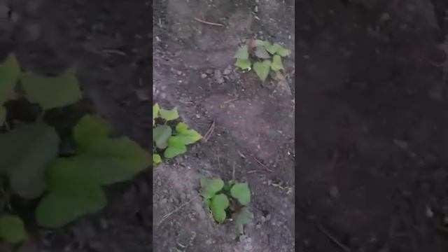 Eureka смотреть онлайн