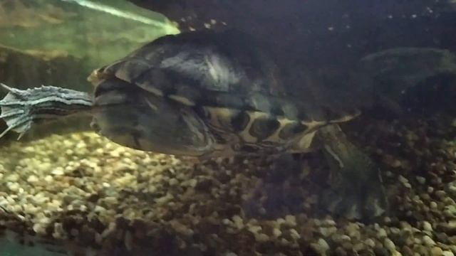 Жизненный путь домашней черепахи