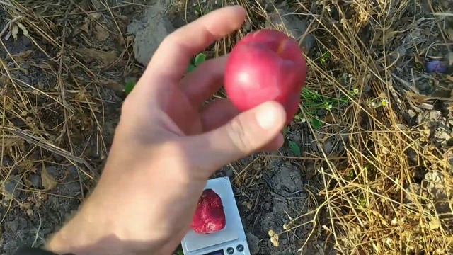 старкинг делишез, Санта Роза, Метдейская смотреть онлайн