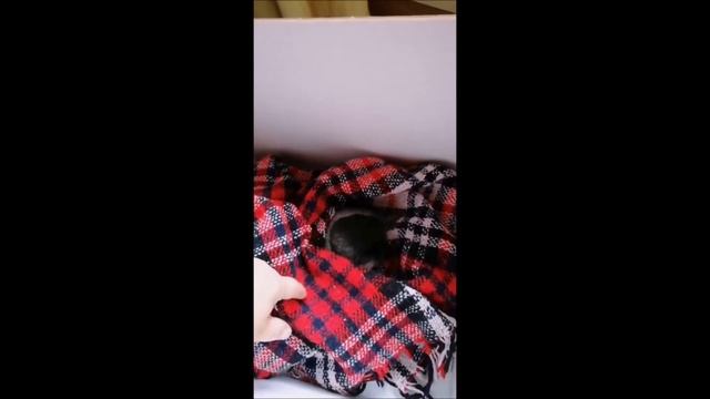 НАШЛА ПТЕНЦА ВОРОНЫ и ПРИТАЩИЛА ДОМОЙ...чем кормить,остовлять ли дома?/ ПРАВИЛЬНО ЛИ Я ПОСТУПИЛА? смотреть онлайн