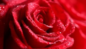 Цветы распускаются под музыку П. И. Чайковского - Вальс цветов (Tchaikovsky - Waltz of the Flowers)