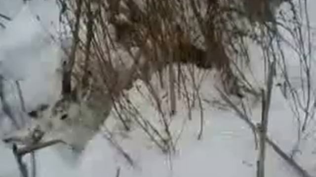 Такса и заяц в норе смотреть онлайн
