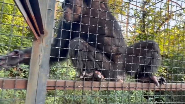 Не перестаю УДИВЛЯТЬСЯ УМУ этих шимпанзе! Сеня и Джуди все понимают, доя людей это удивительно))) смотреть онлайн