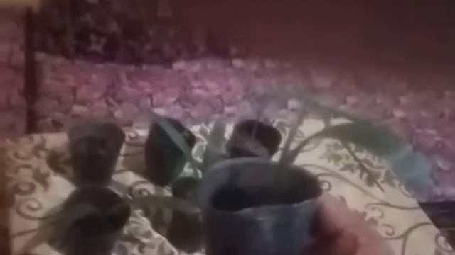 как растут финики смотреть онлайн