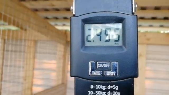 Селфи с курицей. Вес царскосельских петушков в 4 месяца. смотреть онлайн