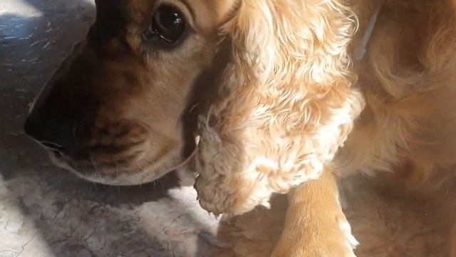 Арчи на Солнышке Лежит смотреть онлайн