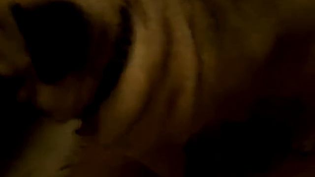 Как ухаживать за мопсом смотреть онлайн