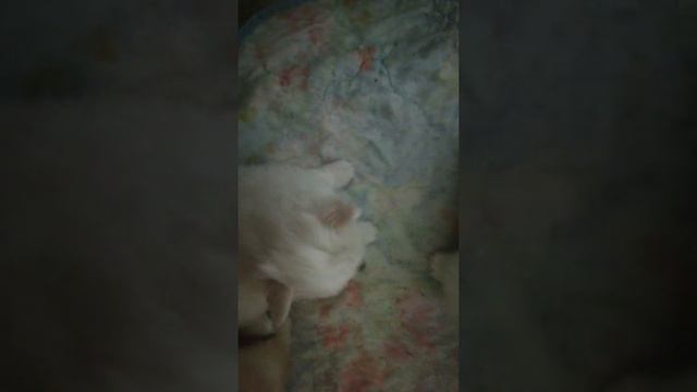 Щенки шпица мальчики и девочки смотреть онлайн
