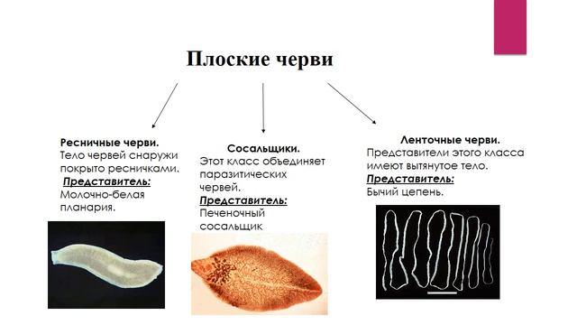 Черви. Плоские черви.Круглые черви. Кольчатые черви. Биология. 7 класс.