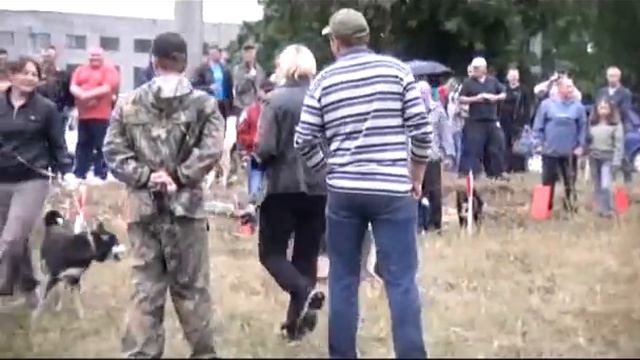 Выставка собак охотничьих пород смотреть онлайн