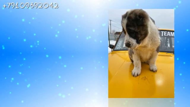 щенки САО к продаже (недорого) смотреть онлайн