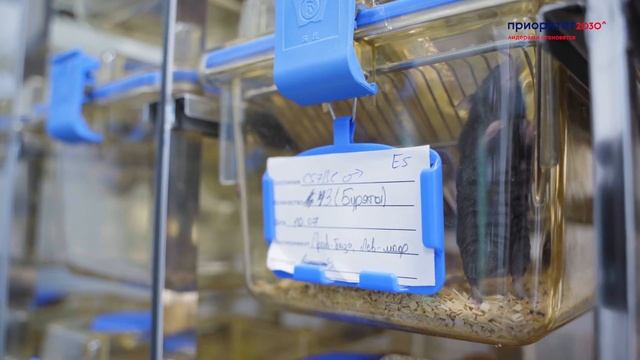 Генная терапия наследственных заболеваний: лаборатория Александра Малоголовкина смотреть онлайн