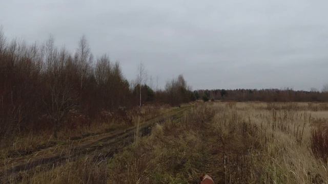 Охота с Бретоном 29.10.2021 Часть 4 Куропатка смотреть онлайн