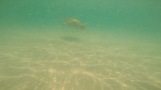 Rare Loggerhead Sea Turtle Sighting @ OBX 2015