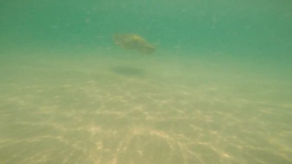 Rare Loggerhead Sea Turtle Sighting @ OBX 2015