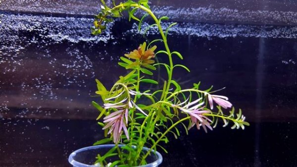 РОТАЛА ХРА. Rotala H’Ra. СЕКРЕТЫ СОДЕРЖАНИЯ В АКВАРИУМЕ