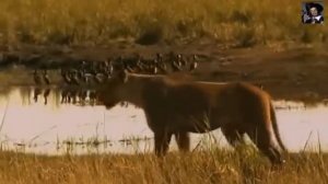 Дикая Африка