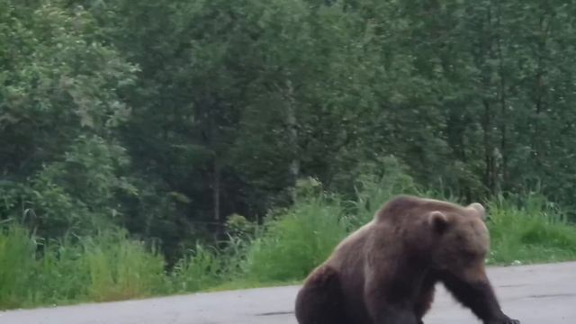 Медведь на дороге,мурманская область смотреть онлайн