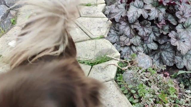 Яркие и сохранившие свою декоративность осенью сорта хост в моем саду смотреть онлайн