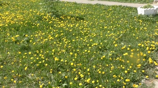 "УРЕМЫШТЕ МОТОРЛЫКЫМ ПЕТРОВО" ПРАЗДНИК ЦВЕТОВ НА УЛИЦЕ ПЕТРОВА. ВСЕ ДОВОЛЬНО "КЛЕВО",) смотреть онлайн