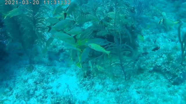 Куба 2021  Дайв на Кайо Коко 20 03