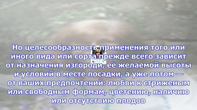 Живая изгородь: выбираем растения смотреть онлайн