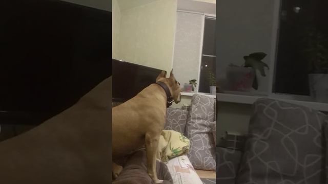 Позволил собаке лечь к себе на диван! Руфочка стаффордширский терьер. смотреть онлайн