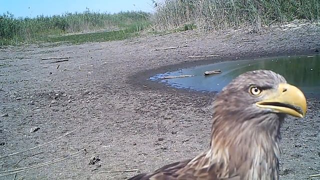 Орлан-белохвост, крупный план. смотреть онлайн